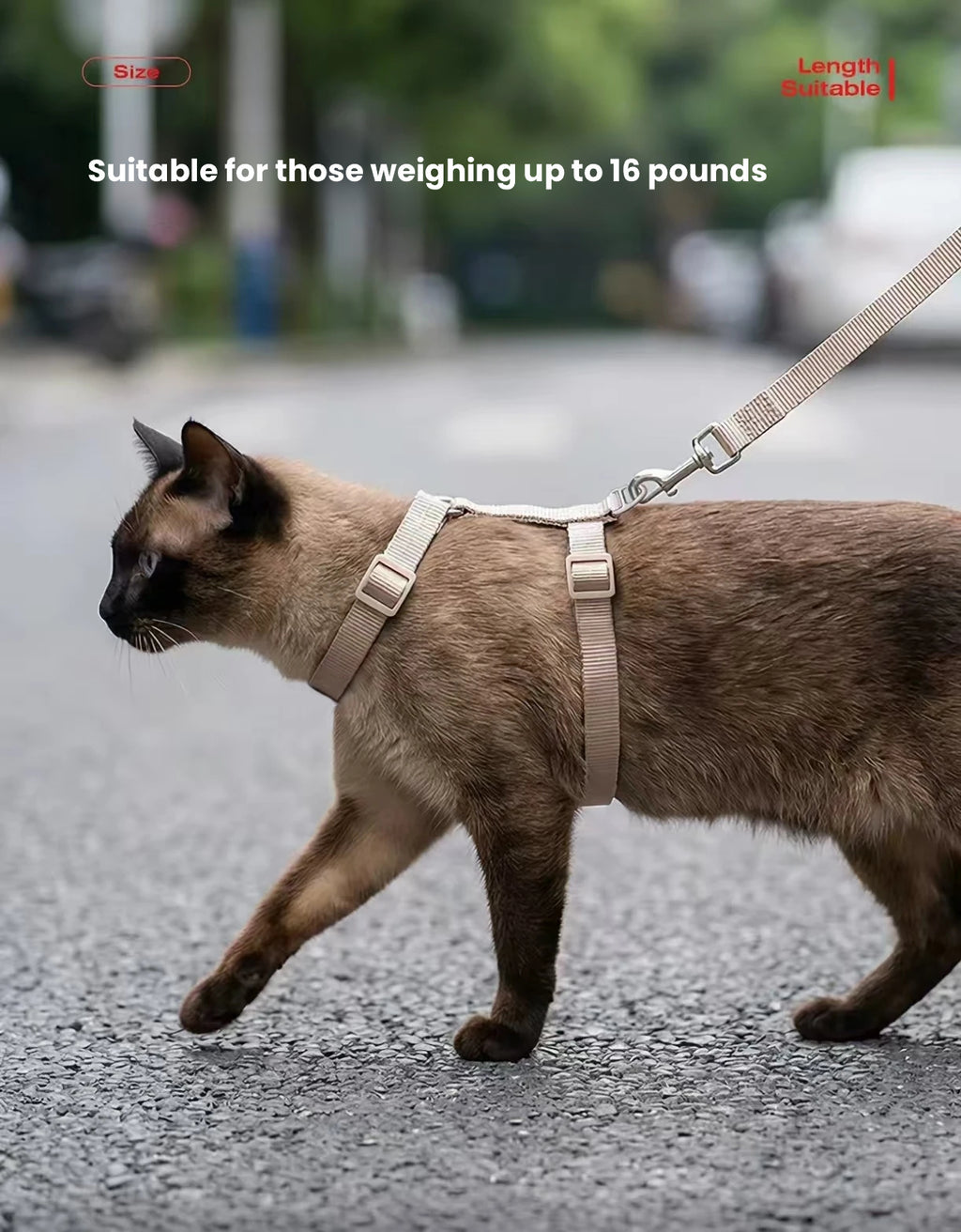 Side view of a cat walking in the Petstar harness