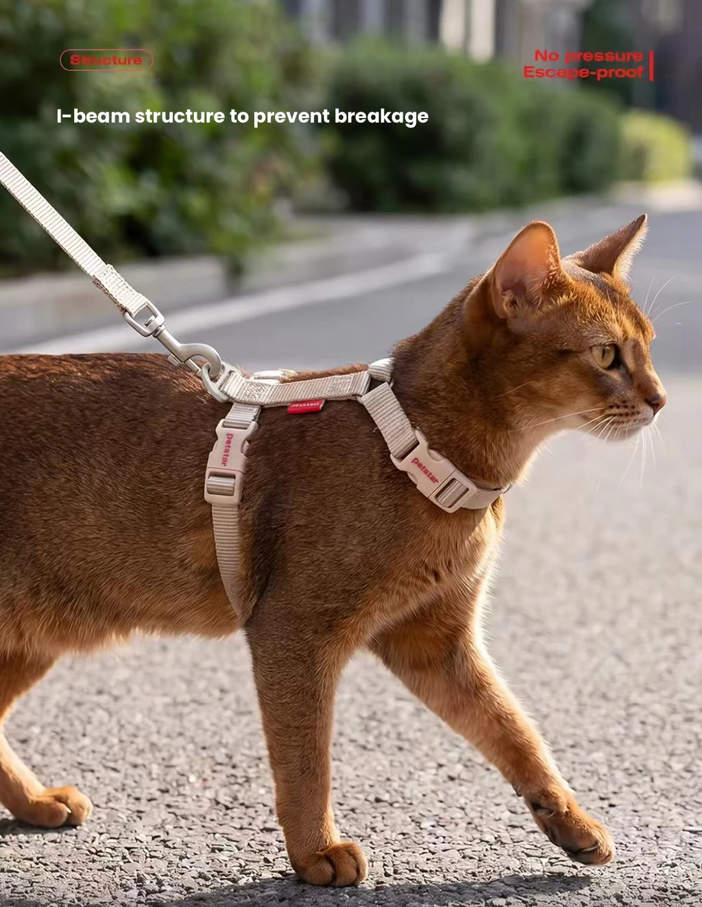 Cat wearing the secure Petstar harness outdoors