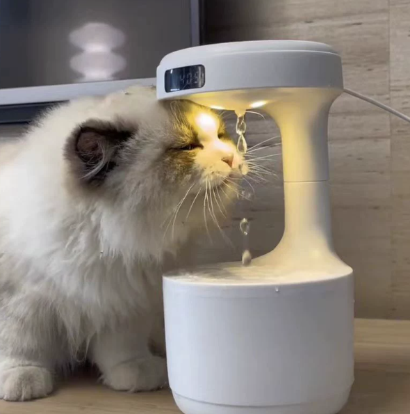 Cat drinking from the anti-gravity water fountain
