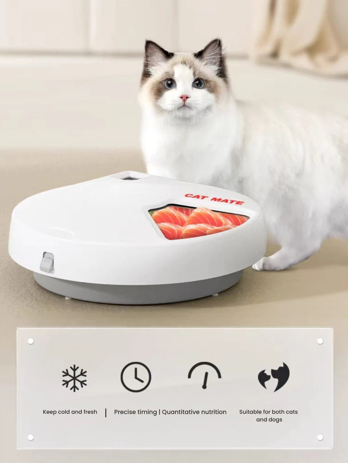 Cat beside the CatMate five-meal timed feeder with food compartment open