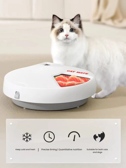 Cat beside the CatMate five-meal timed feeder with food compartment open