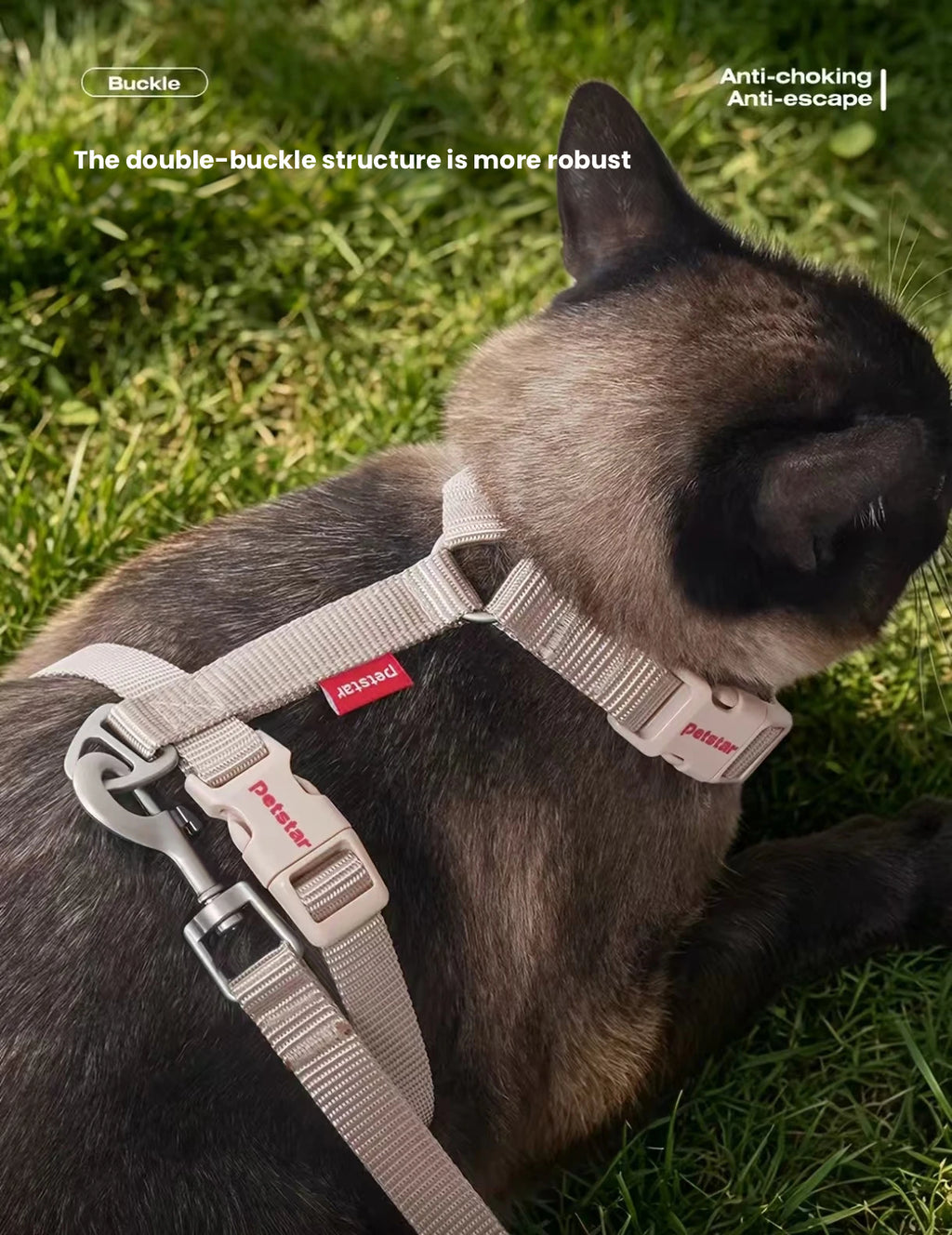 Back view of the Petstar harness on a cat