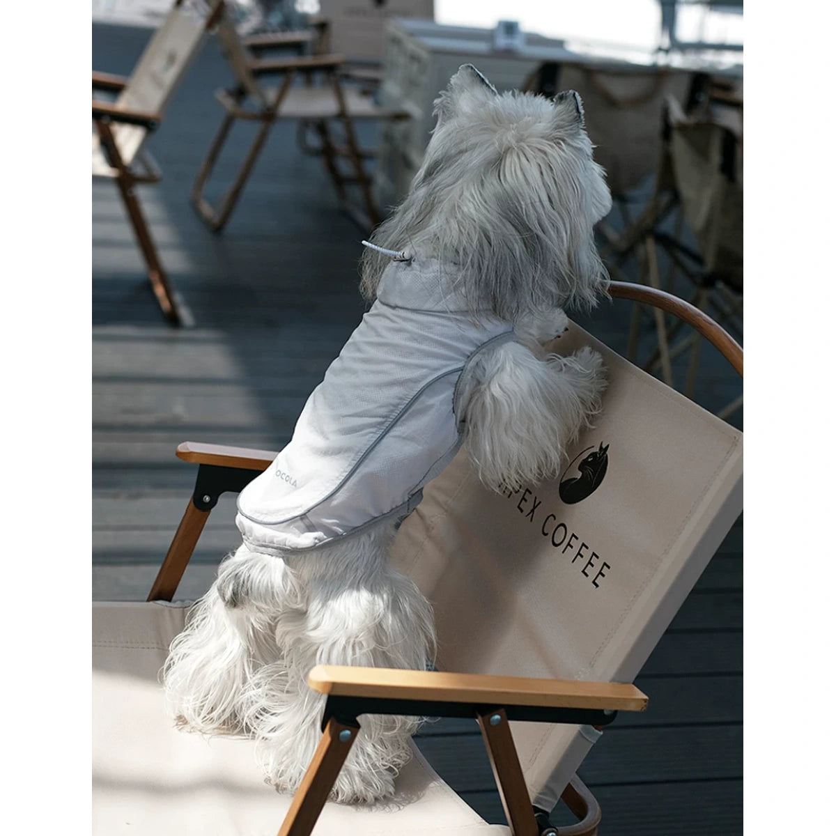 屋外の椅子に灰色のベストを着た小型犬