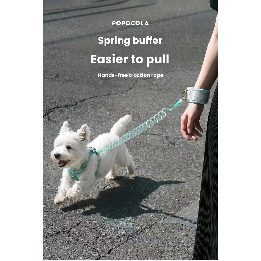 Small white dog walking on blue coiled lead