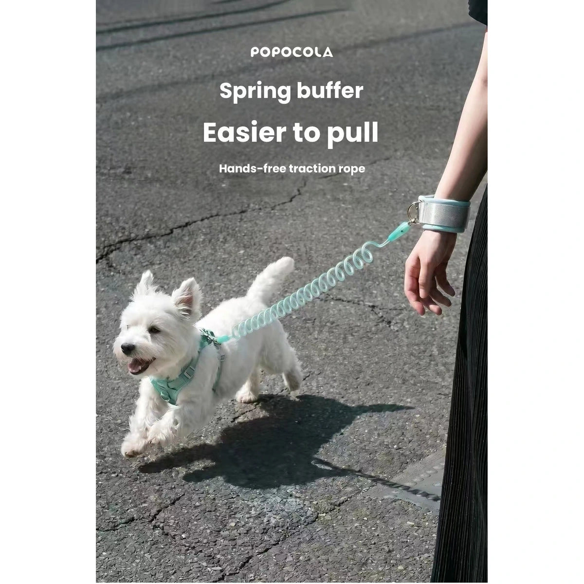 Small white dog walking on blue coiled lead