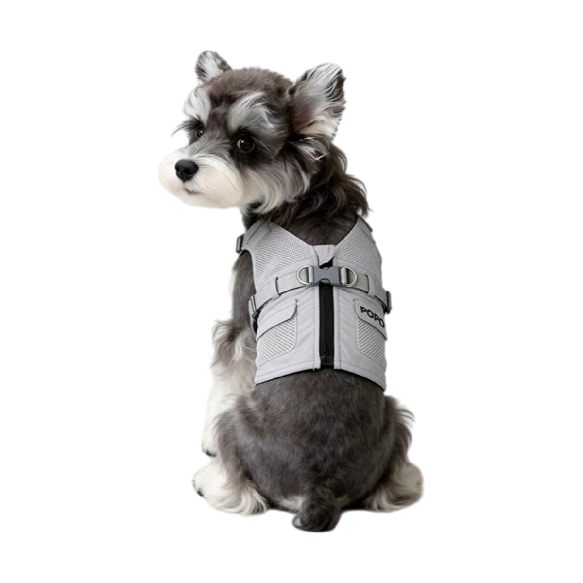 Small dog wearing grey vest harness from rear