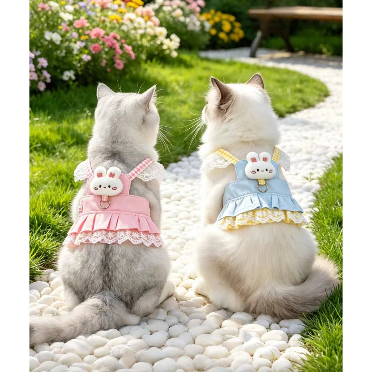 Cat in blue skirted vest harness on a path