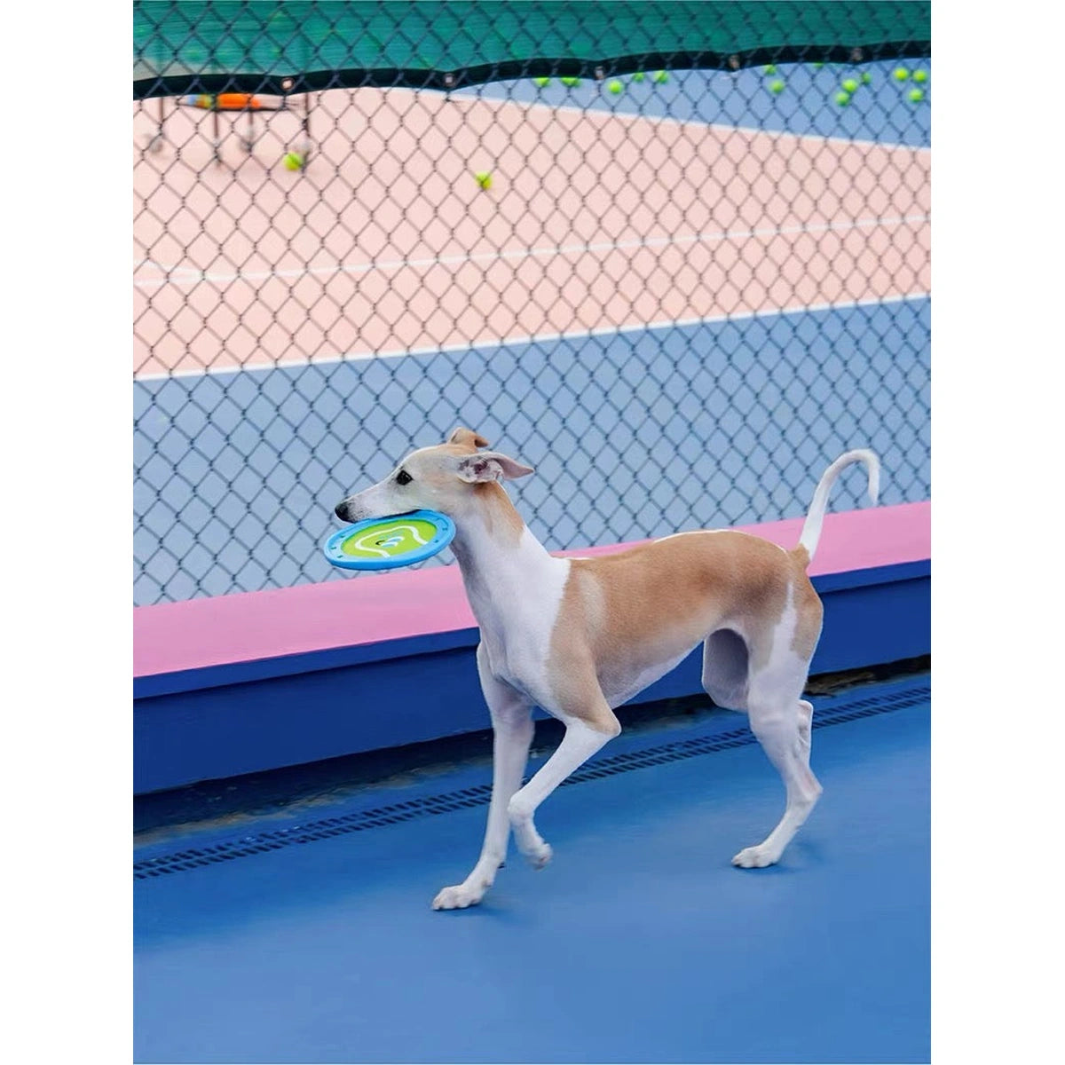 コート上でZEZEディスクを運ぶ犬