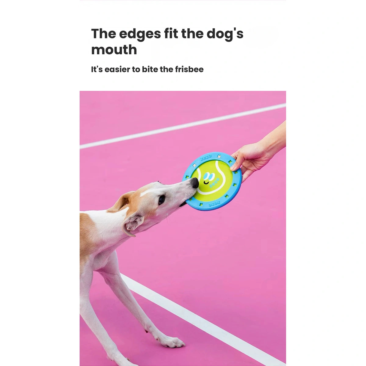 ZEZEフライングディスクを引っ張る犬