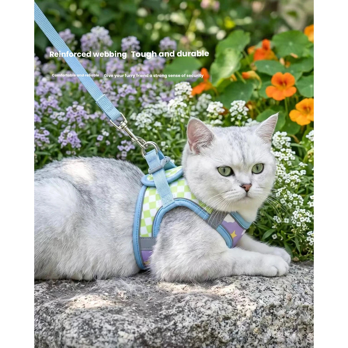 Cat wearing blue reflective strap harness