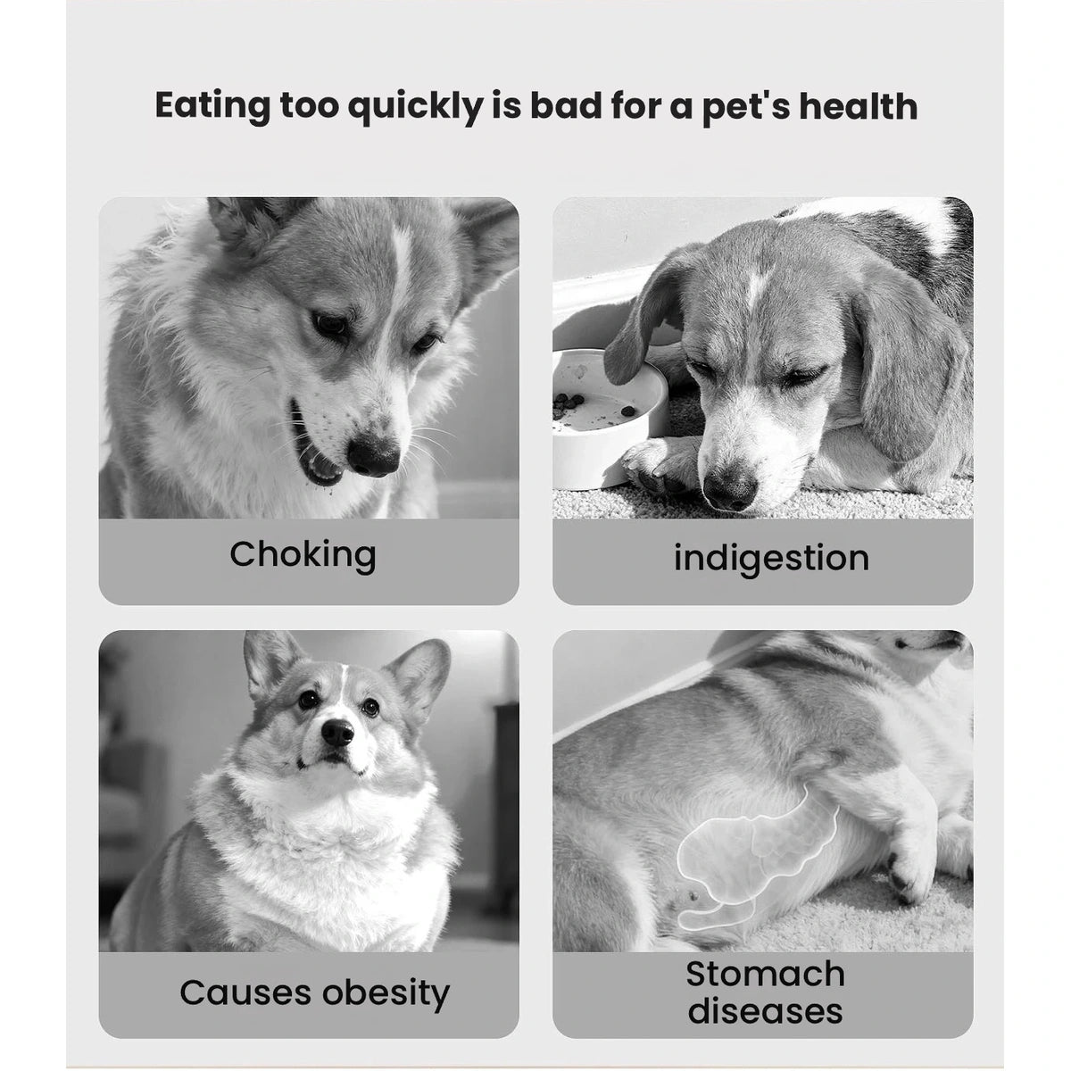 Slow feeder bowl pictured with a dog and cat