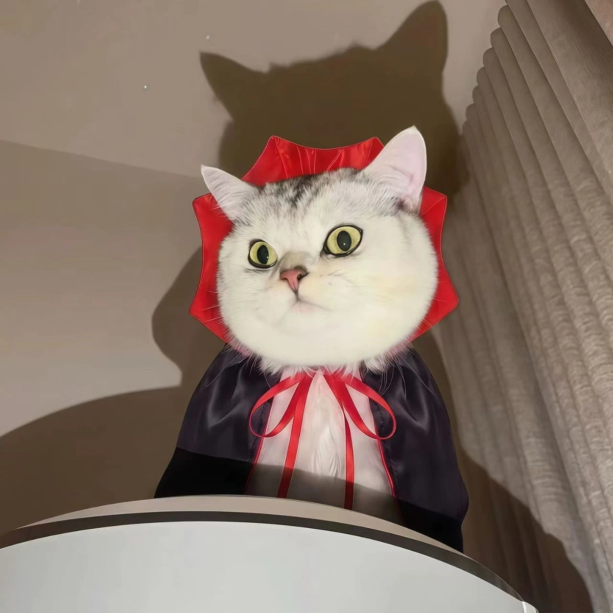 Cat wearing vampire cape while seated