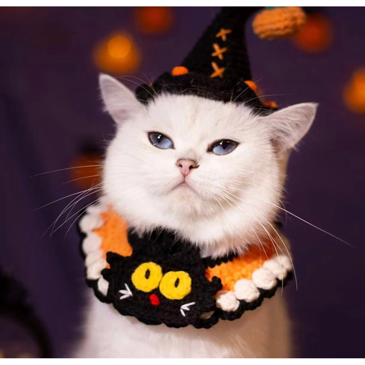 White cat in black witch hat with purple collar