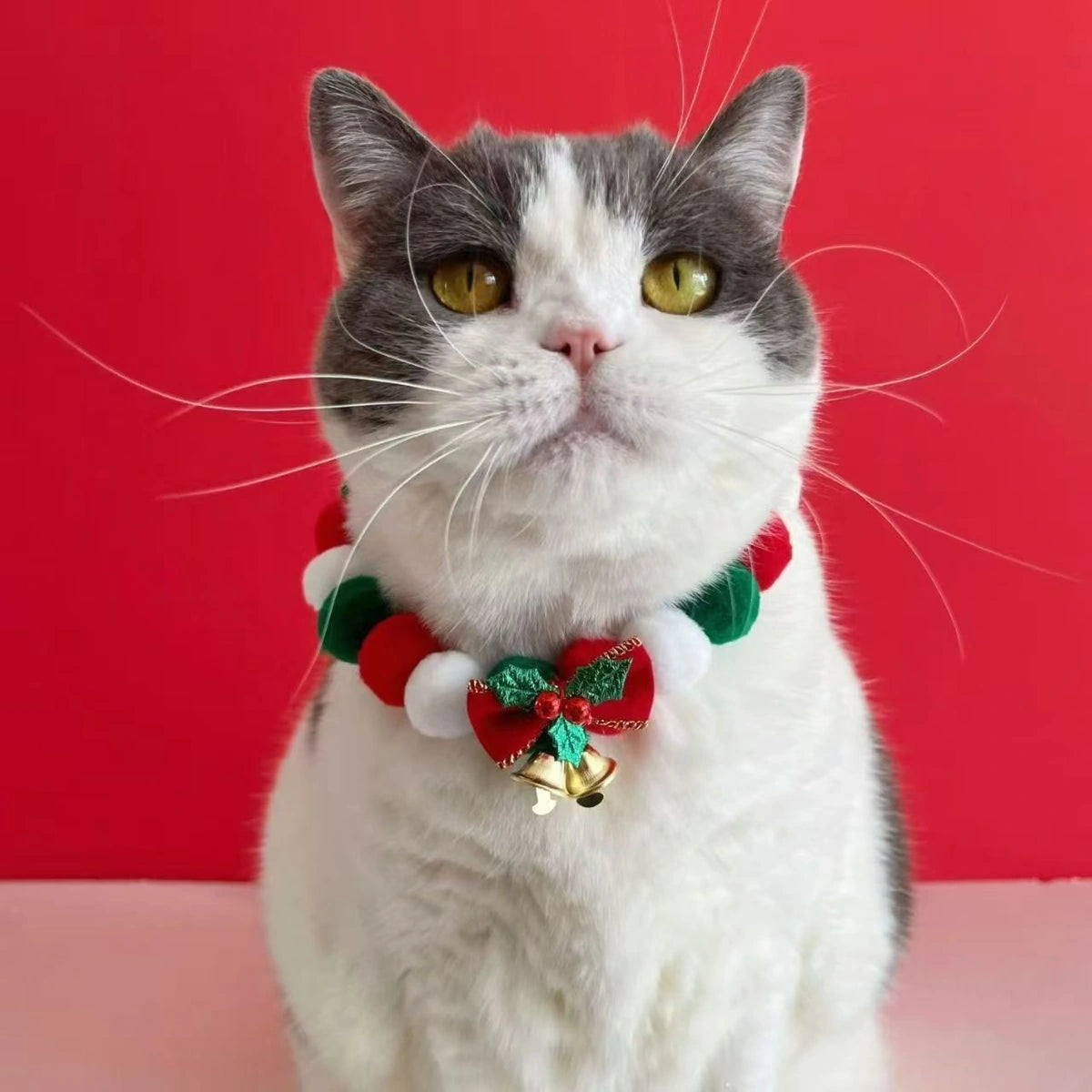 Close view of grey cat in Christmas bell collar