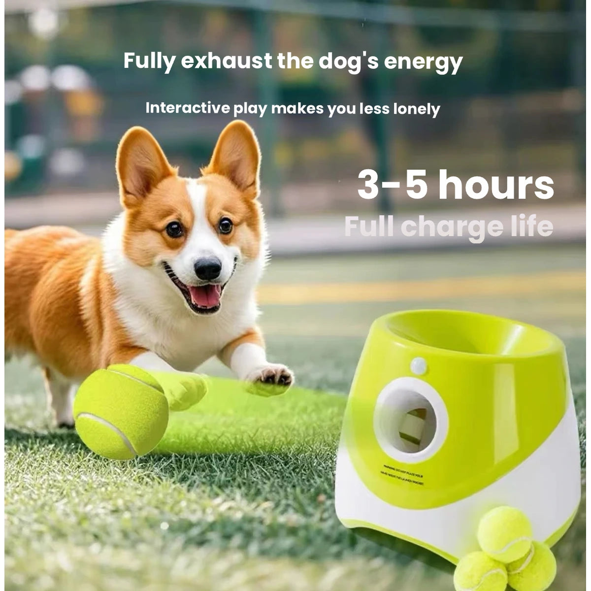 屋外のライム自動ボールランチャーの横にある犬