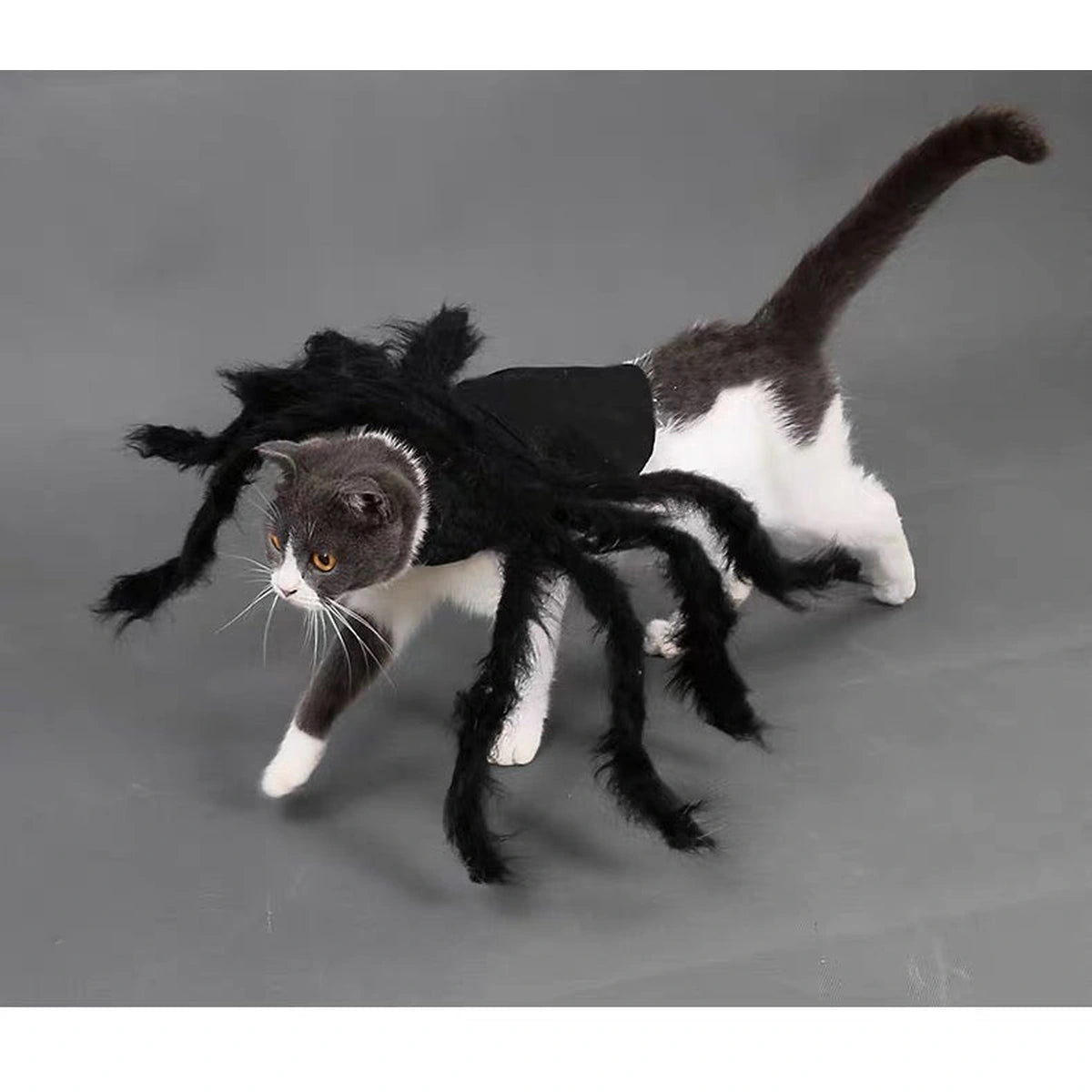 黒い蜘蛛の衣装を着た猫