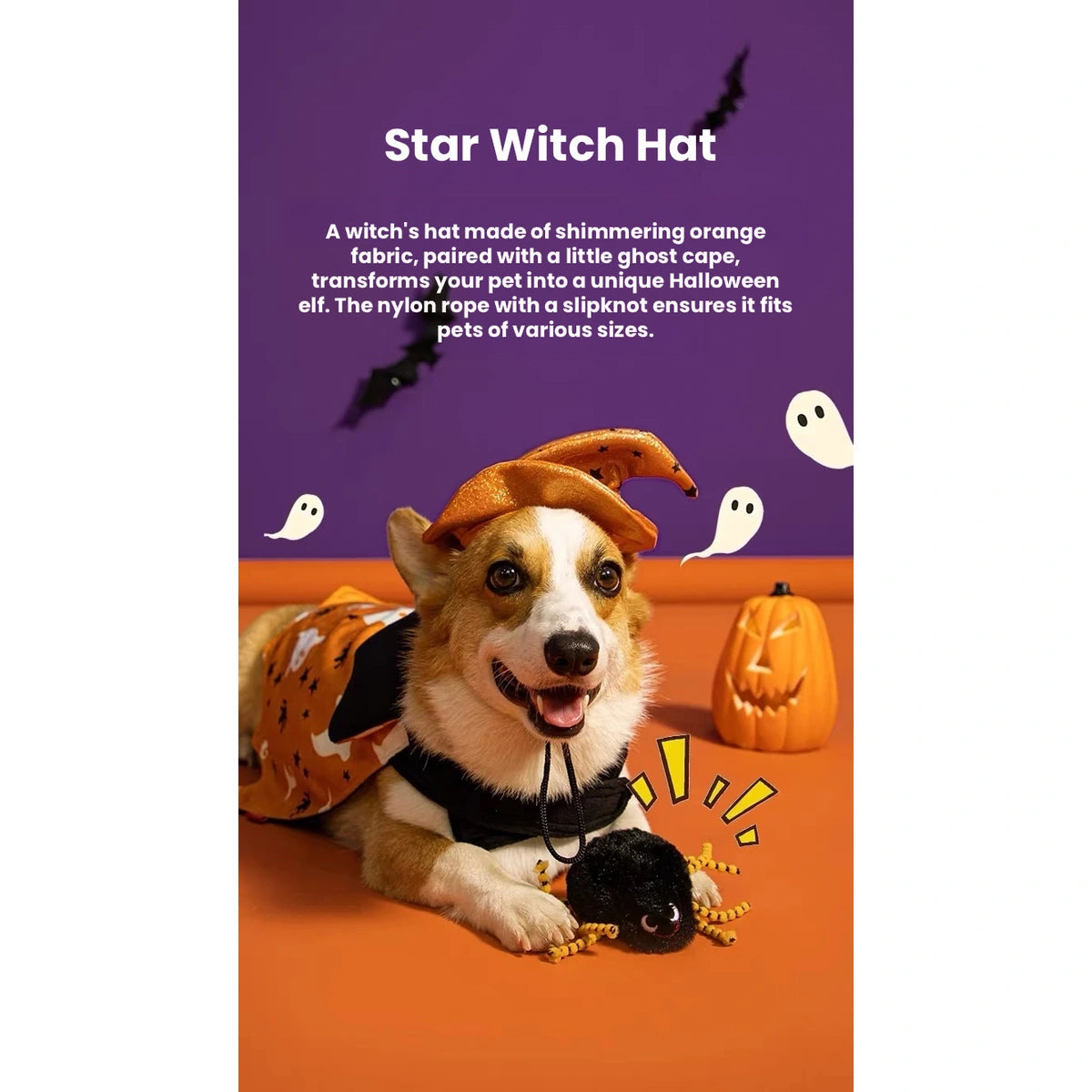 Dog wearing orange star witch hat for Halloween