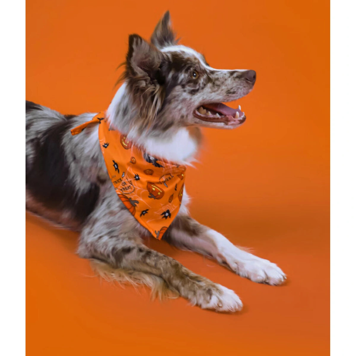 オレンジ色のハロウィーン バンダナをかぶった犬