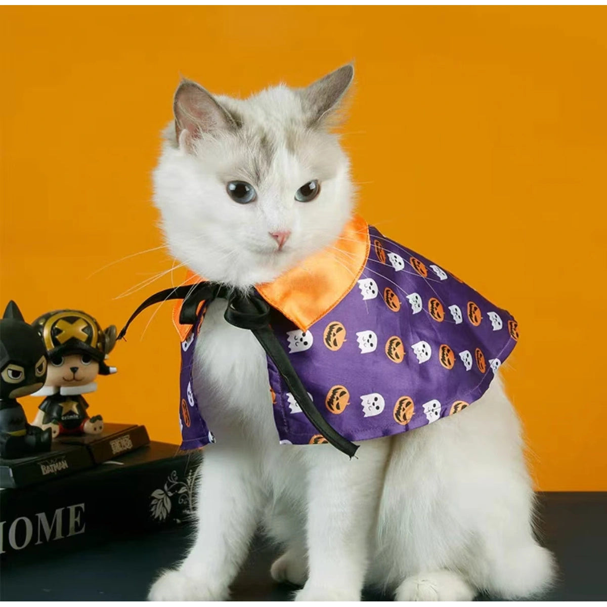 Cat wearing Halloween cape beside pumpkin prop