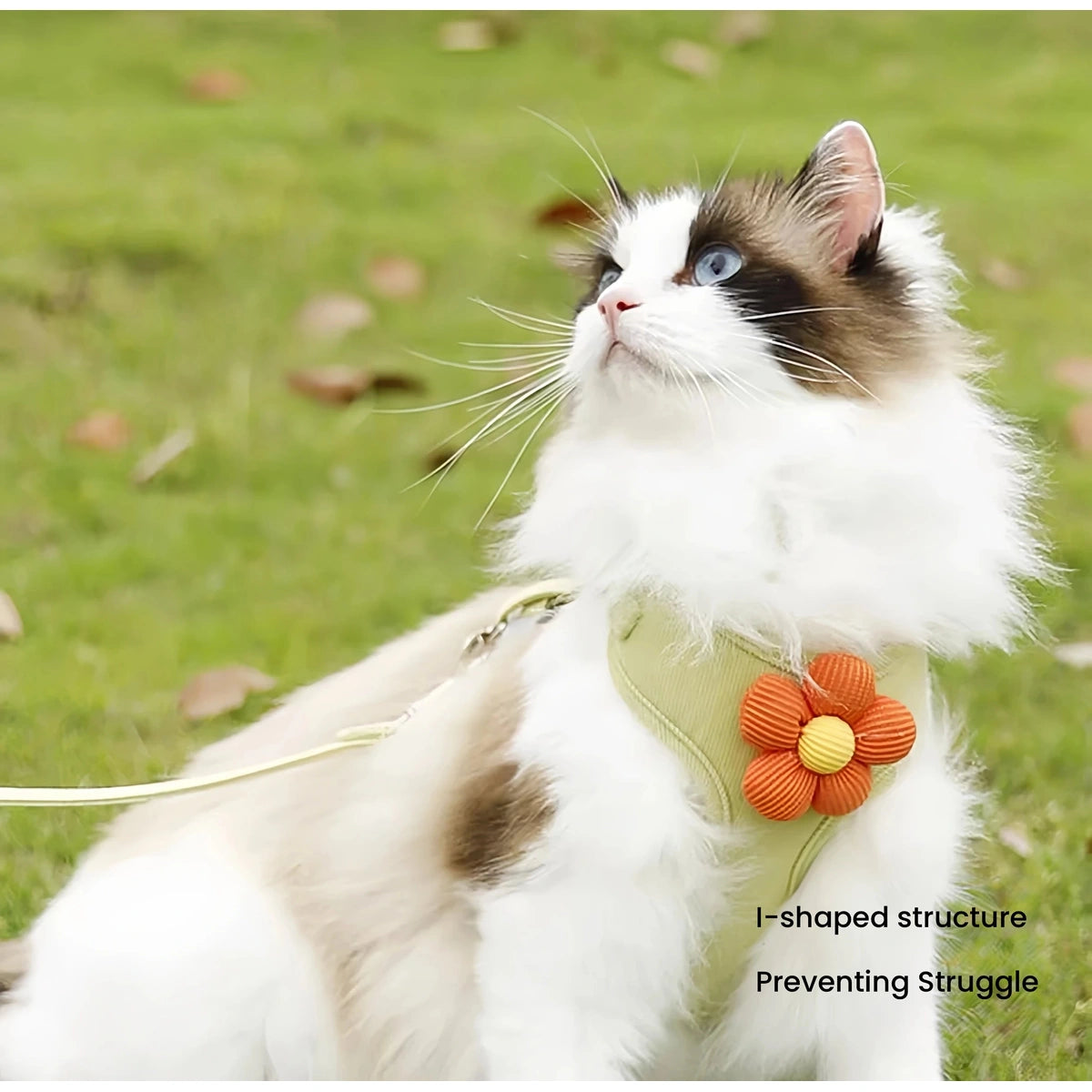 Cat wearing yellow flower vest harness outdoors