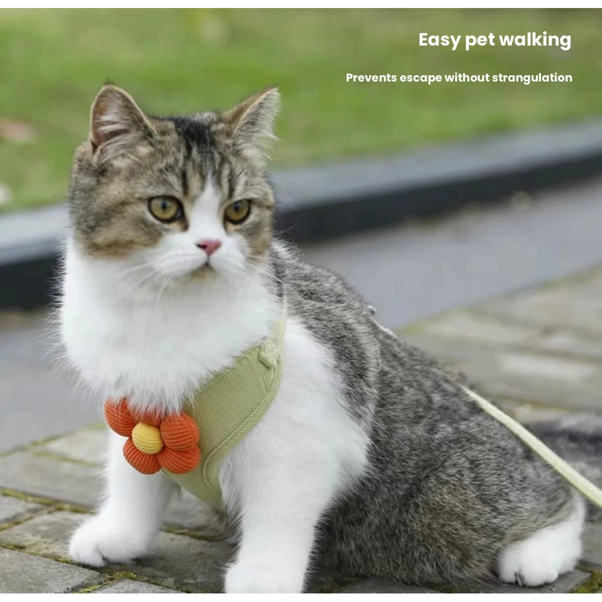 Cat wearing green flower harness and leash