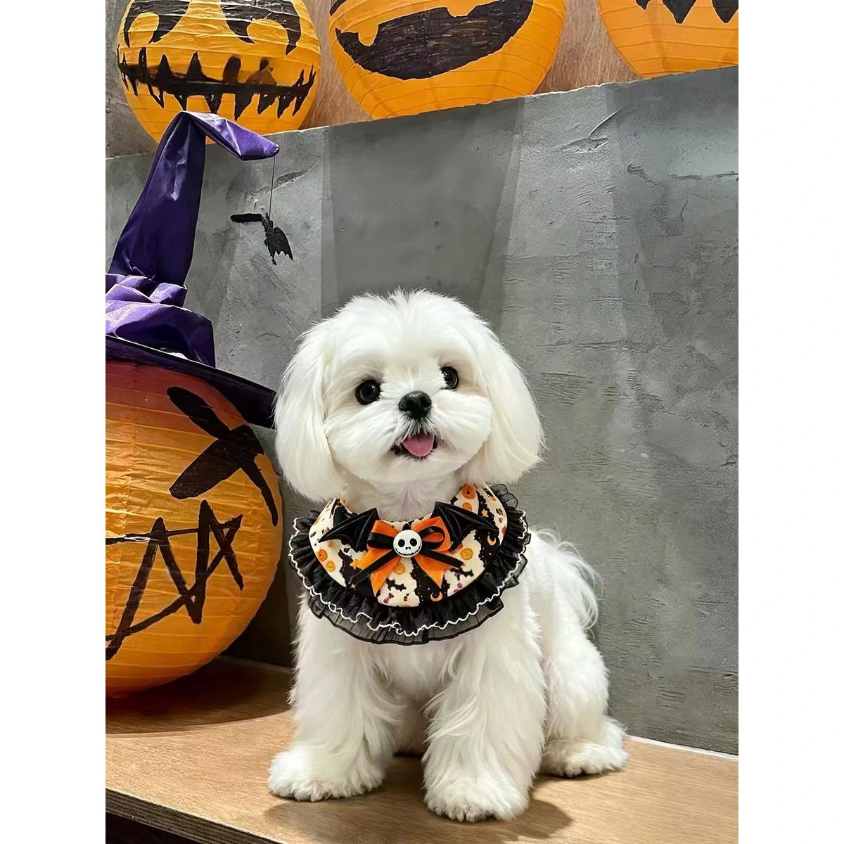 White dog wearing the Halloween pumpkin-themed bib and hat