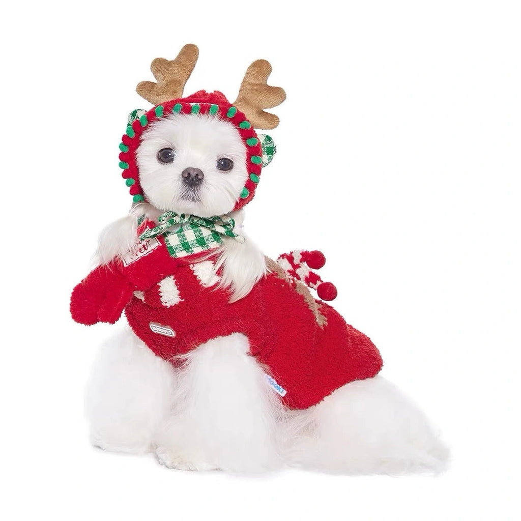 White dog wearing Mookipet star hat and scarf