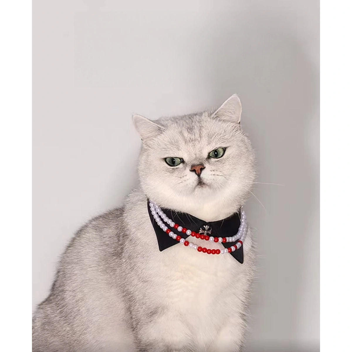 Grey cat wearing the black and red UFBemo Halloween collar