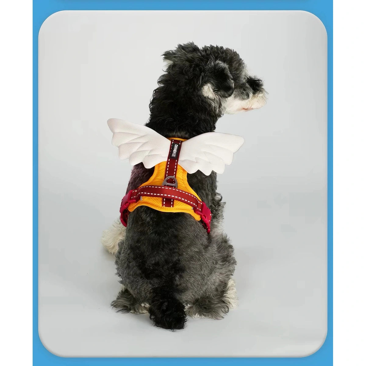 Dog wearing yellow angel-wings harness, rear view