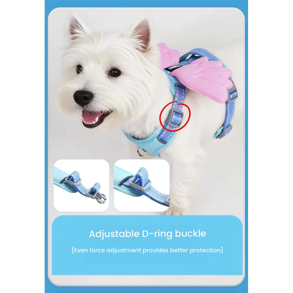 White dog wearing blue angel-wing harness and lead
