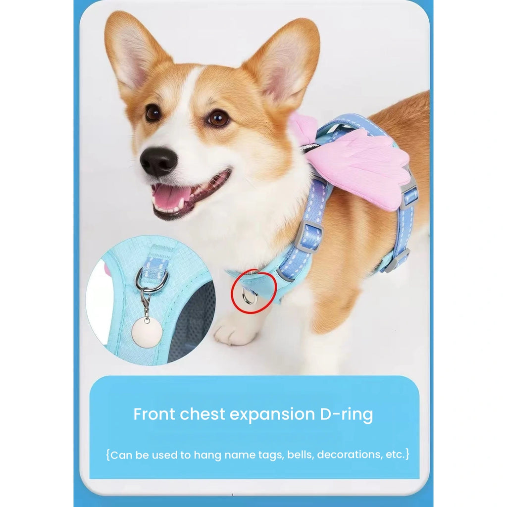 Corgi wearing blue angel-wing harness with front ring