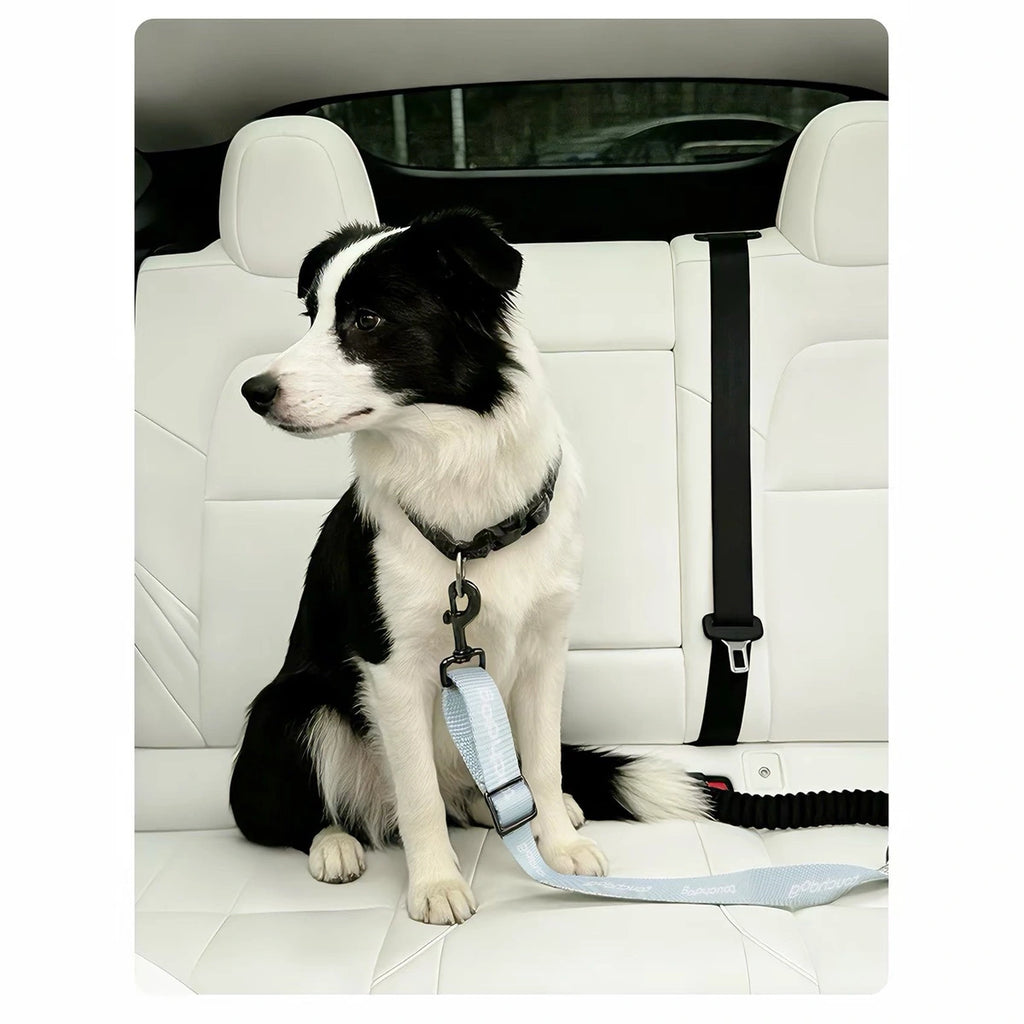 Dog attached to Touchdog tether in a car back seat