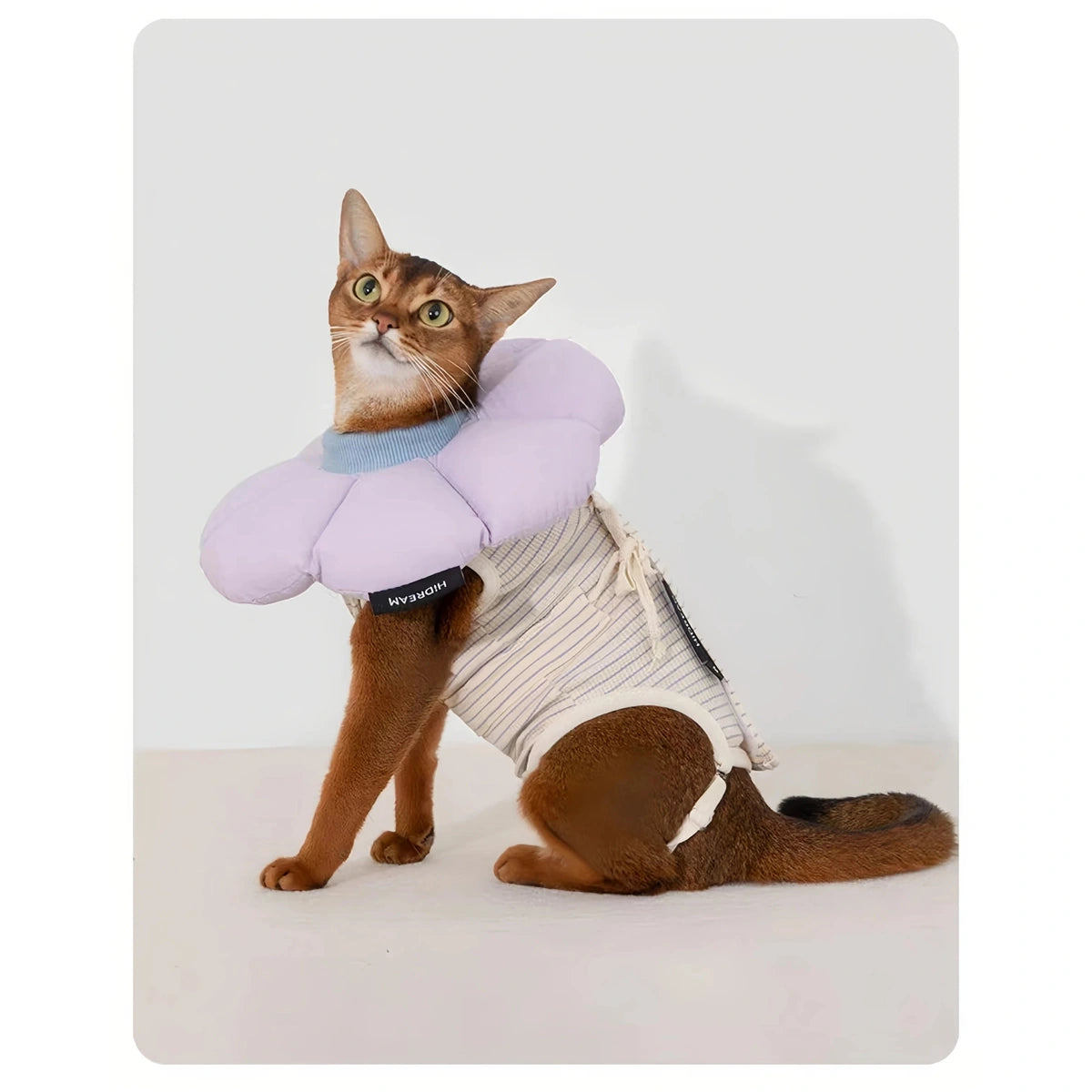 Cat wearing brown HiDREAM bodysuit with purple collar