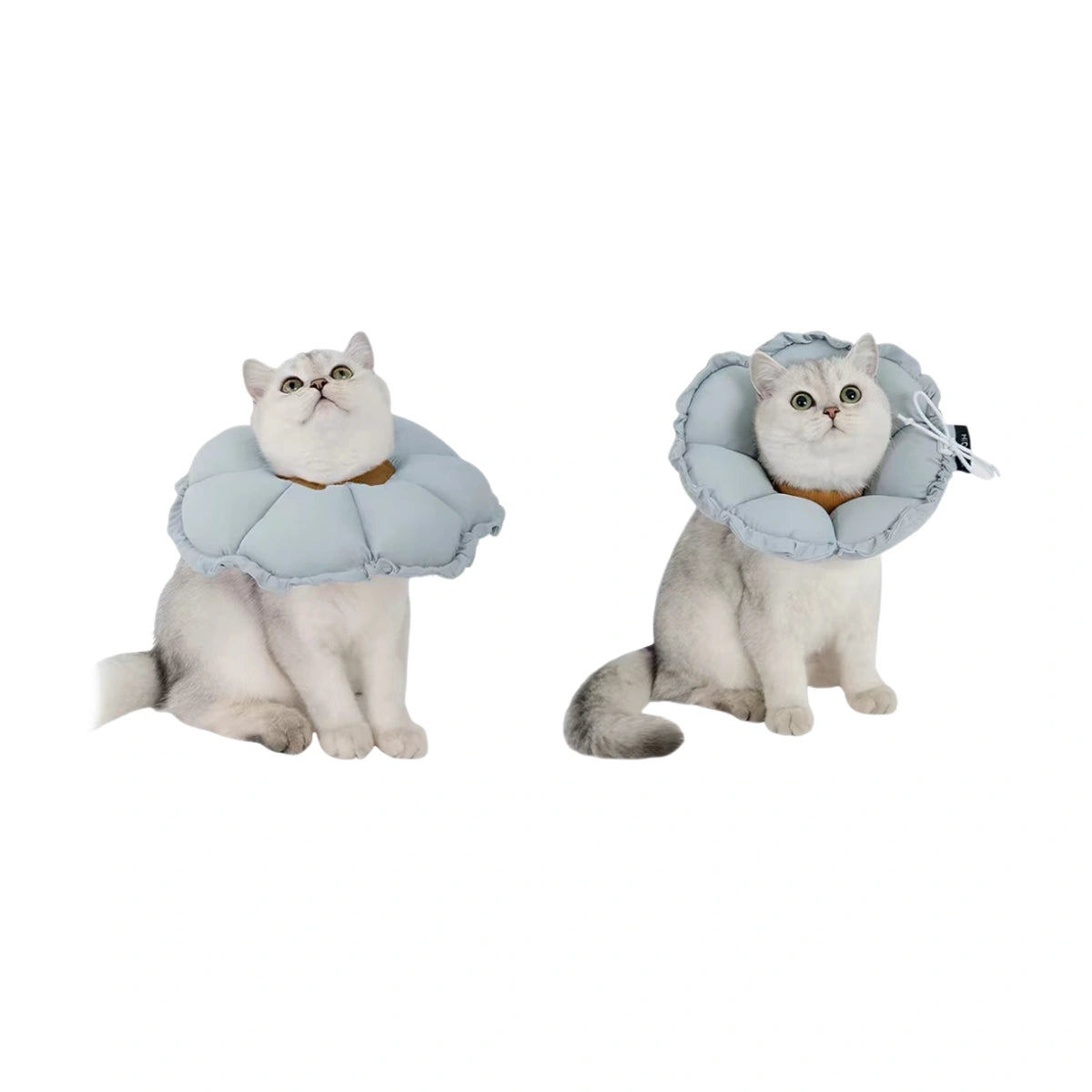 Cats wearing blue HiDREAM collar