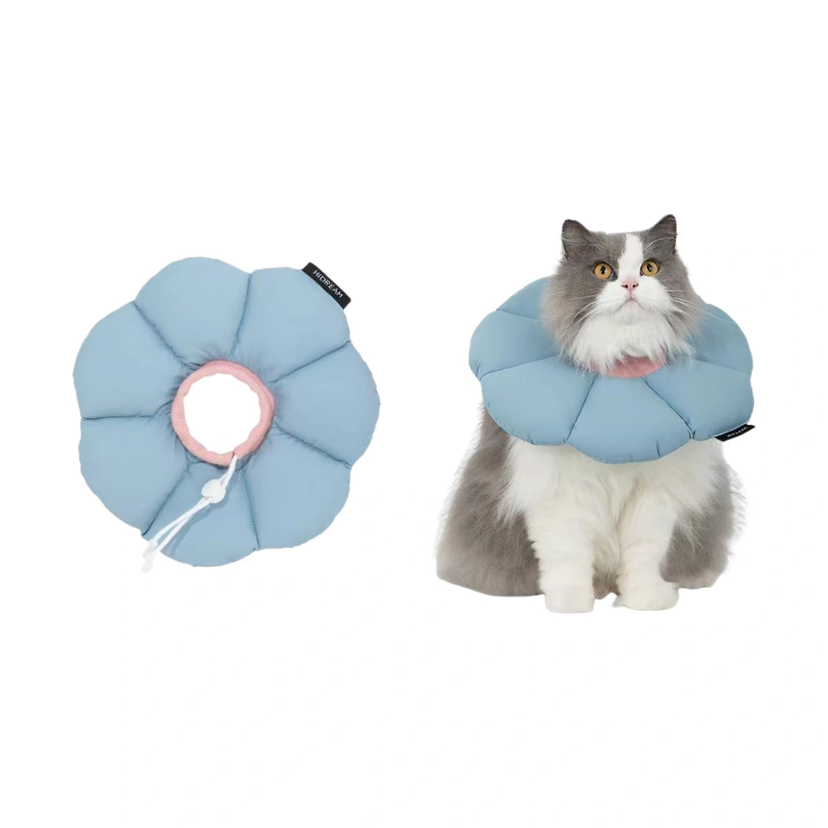 Cat wearing blue HiDREAM flower collar
