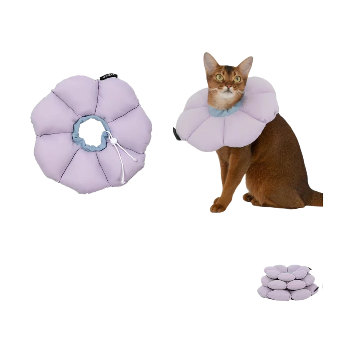 Cat wearing purple HiDREAM flower collar