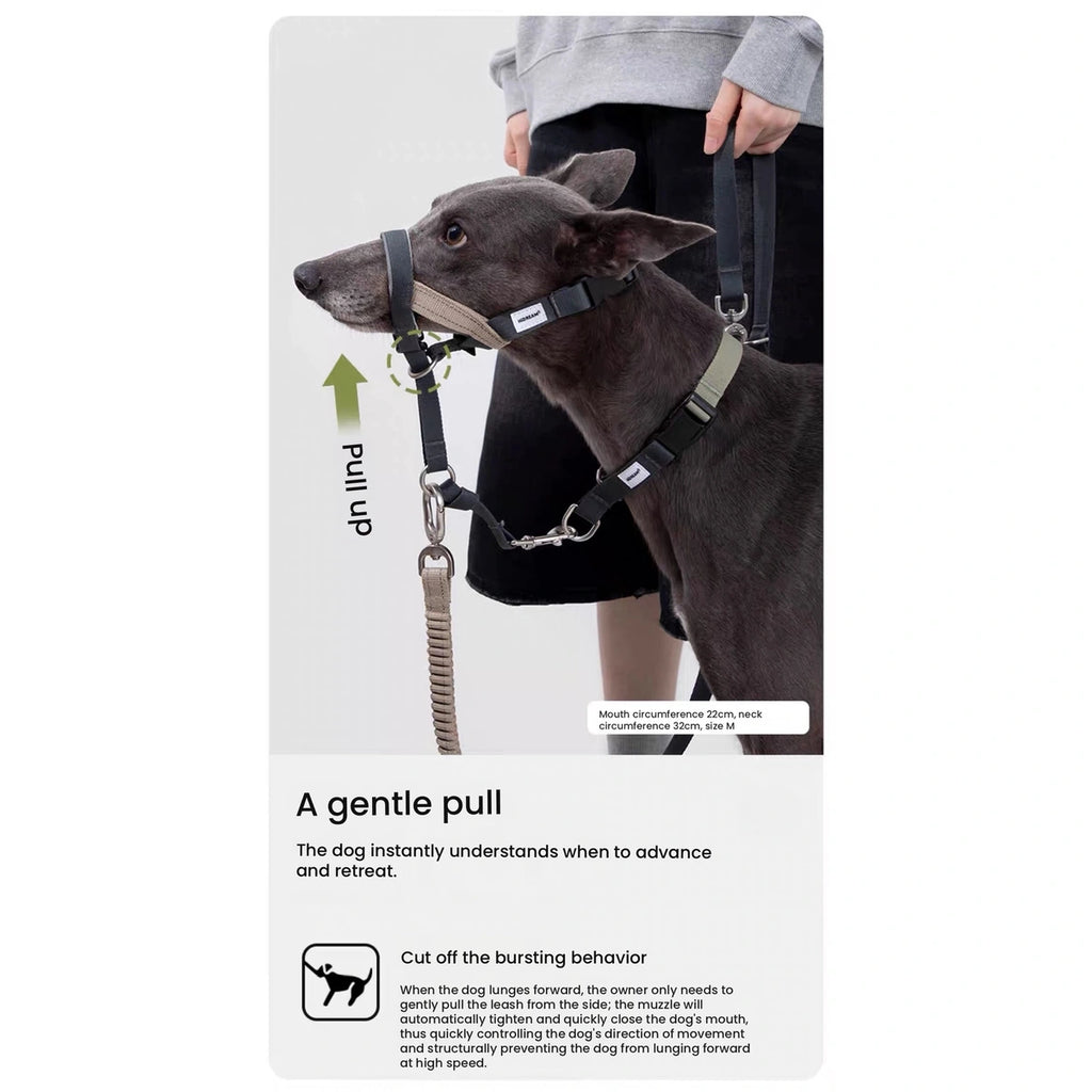 Lead connection shown on a dog wearing the HiDREAM halter