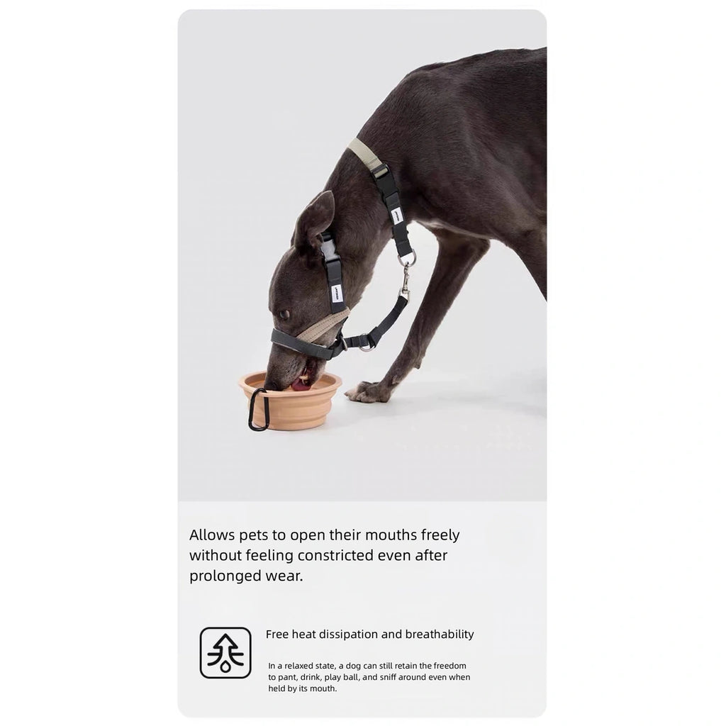 Dog lowering its head while wearing the halter