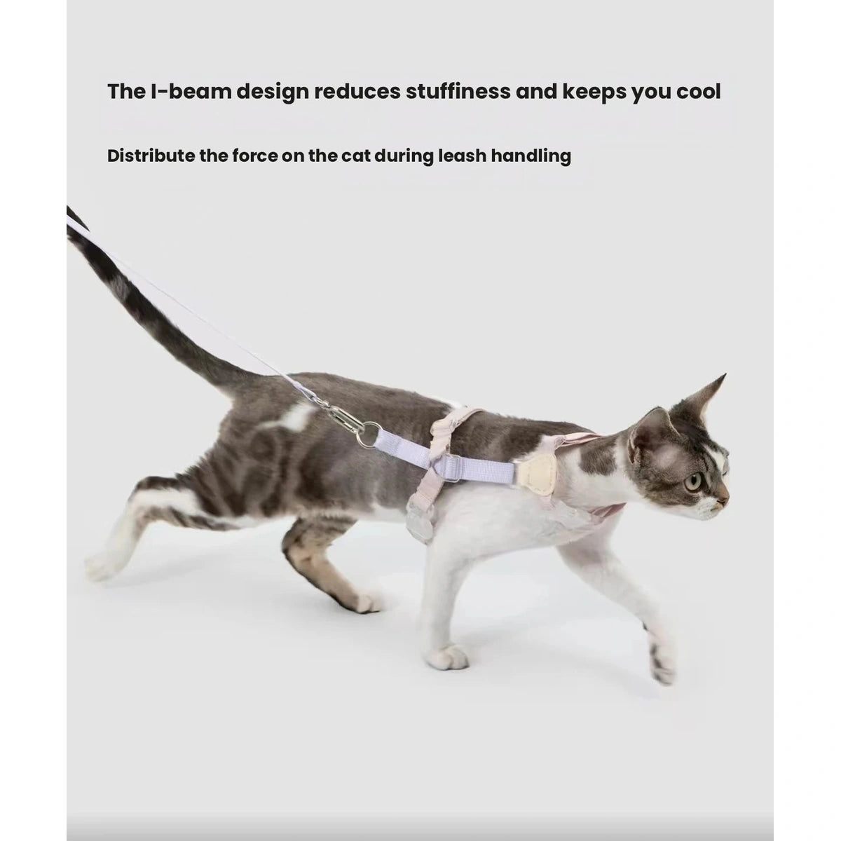 Cat walking in a HiDREAM H-style harness