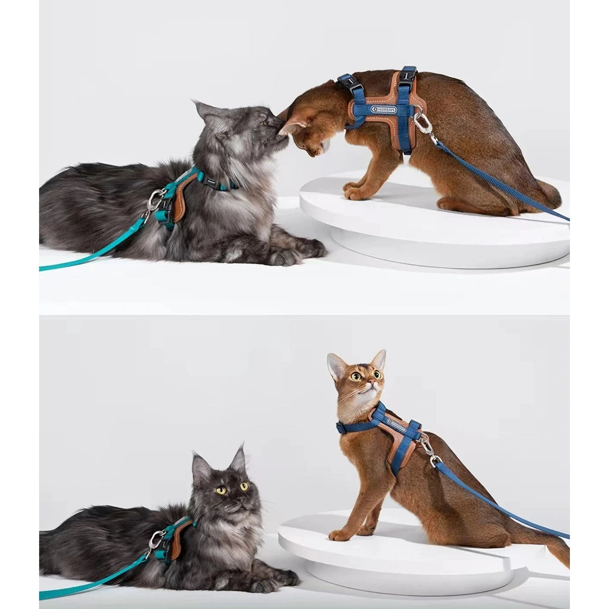 Cats wearing HiDREAM H-style harnesses together