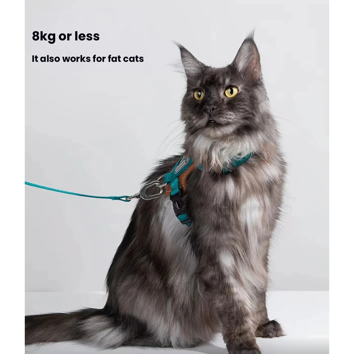 Long-haired cat wearing a HiDREAM harness