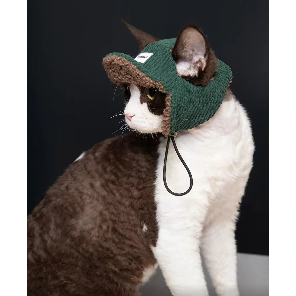 グリーンHiDREAM帽子を着けた猫
