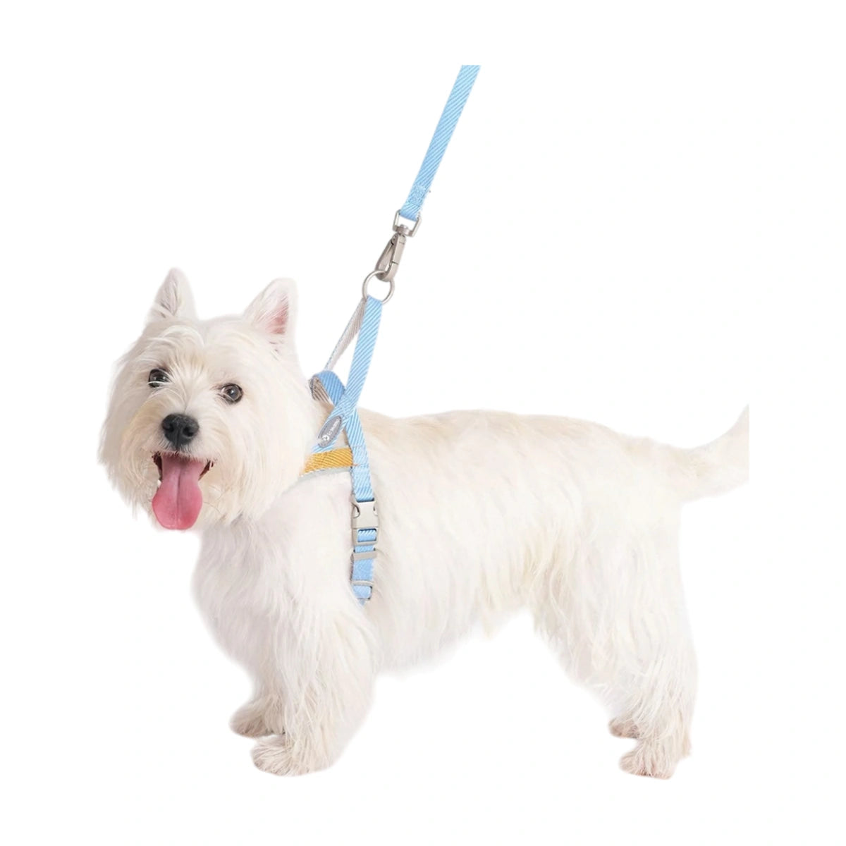 Small white dog wearing the blue Toteamo harness and lead