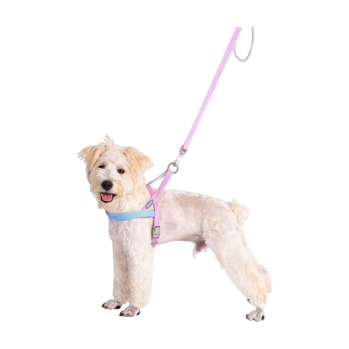 Dog wearing the pink and blue Toteamo harness set