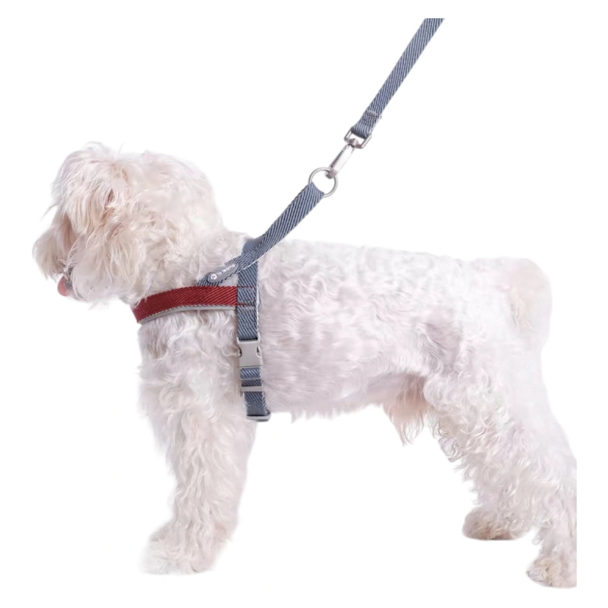 Rear view of a dog in the grey, blue and red Toteamo harness