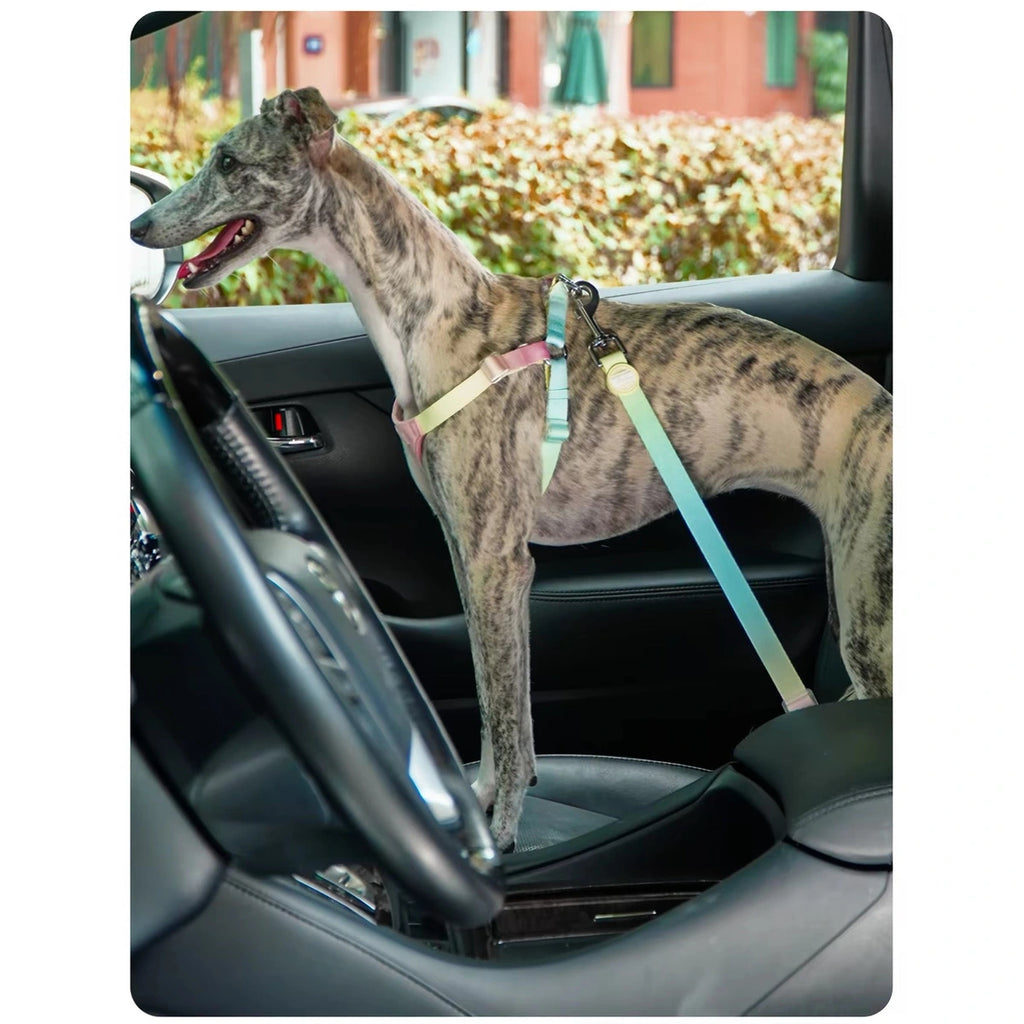 Dog wearing a harness connected to a Touchdog car restraint