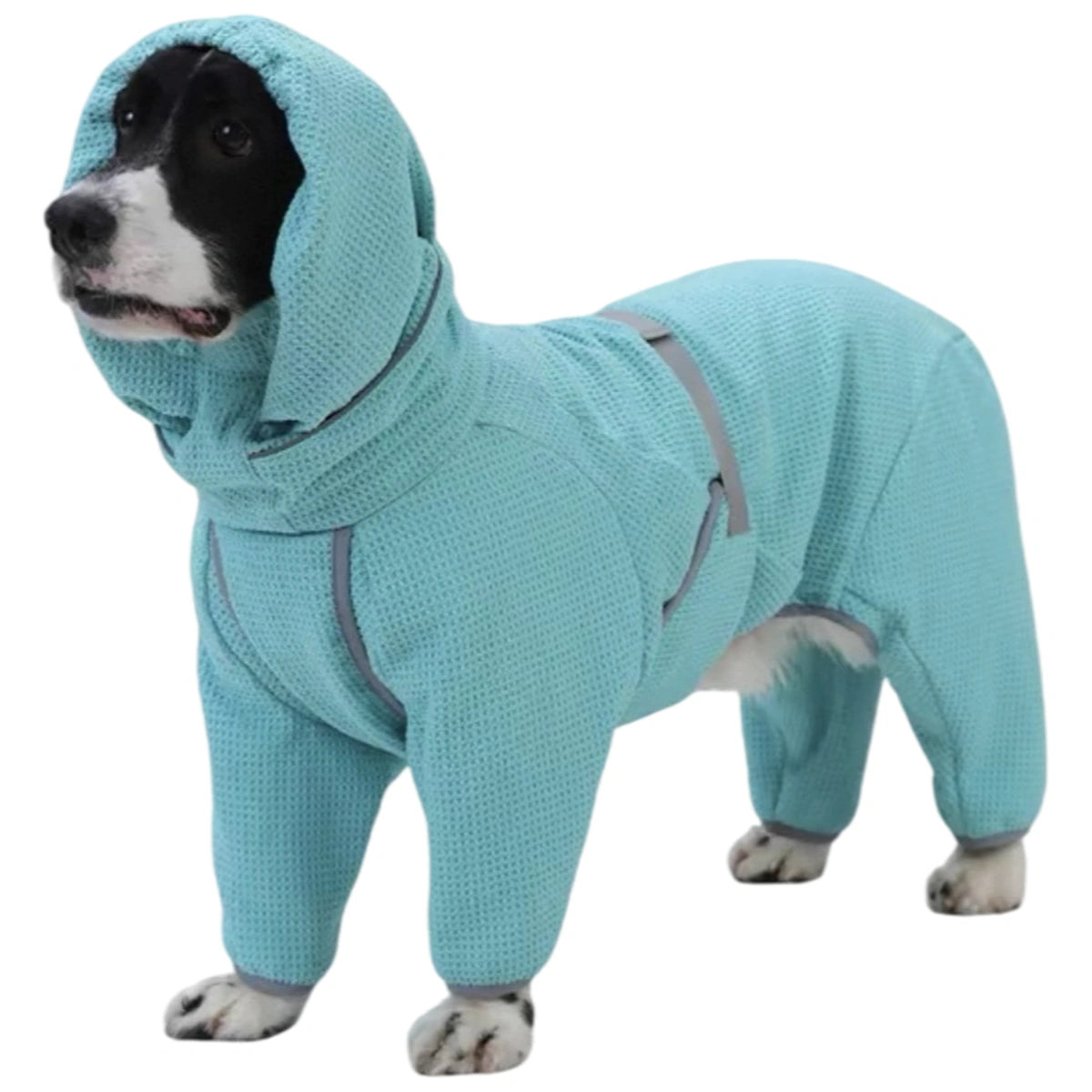 Dog wearing the teal Smile Bomb Lab hooded drying robe