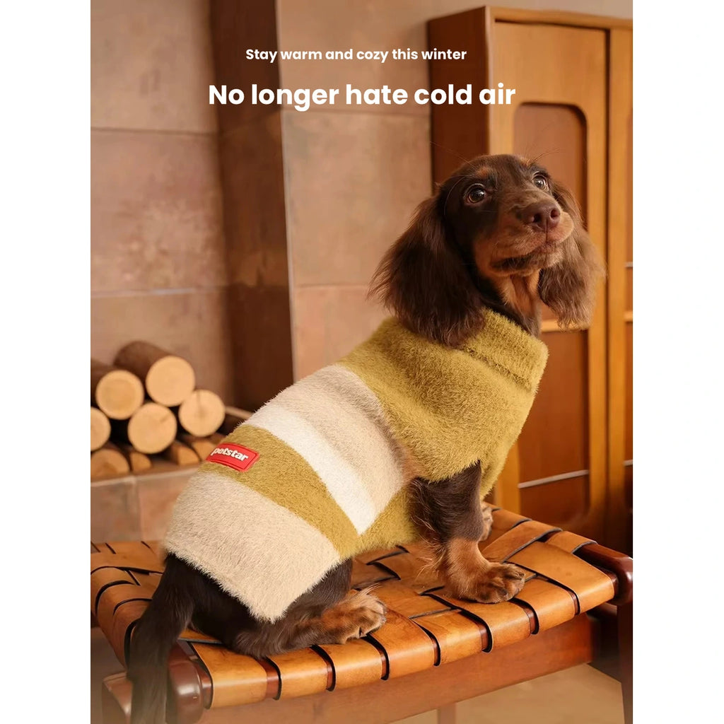 Dachshund wearing a mustard and cream Petstar sweater vest