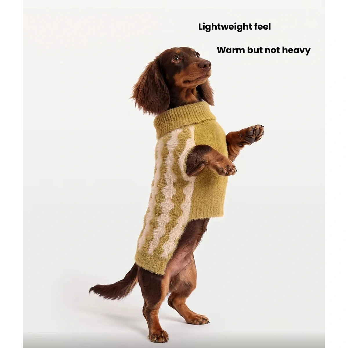 Small dog standing in a Petstar vest with cream wavy stripes