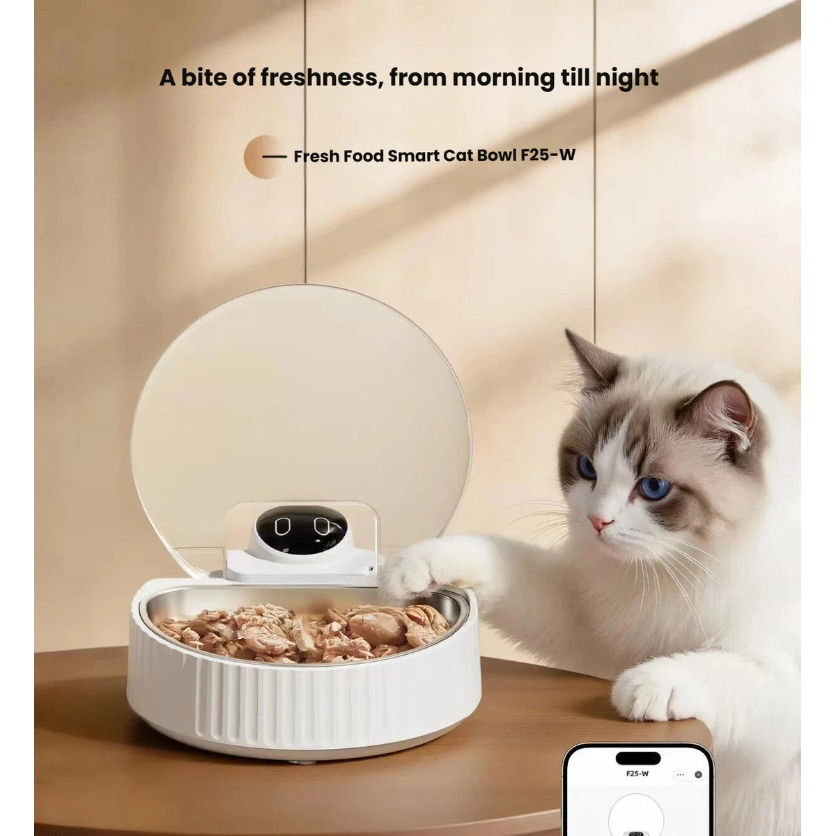 Ragdoll cat beside the Petwant F25-W feeder with the app pictured
